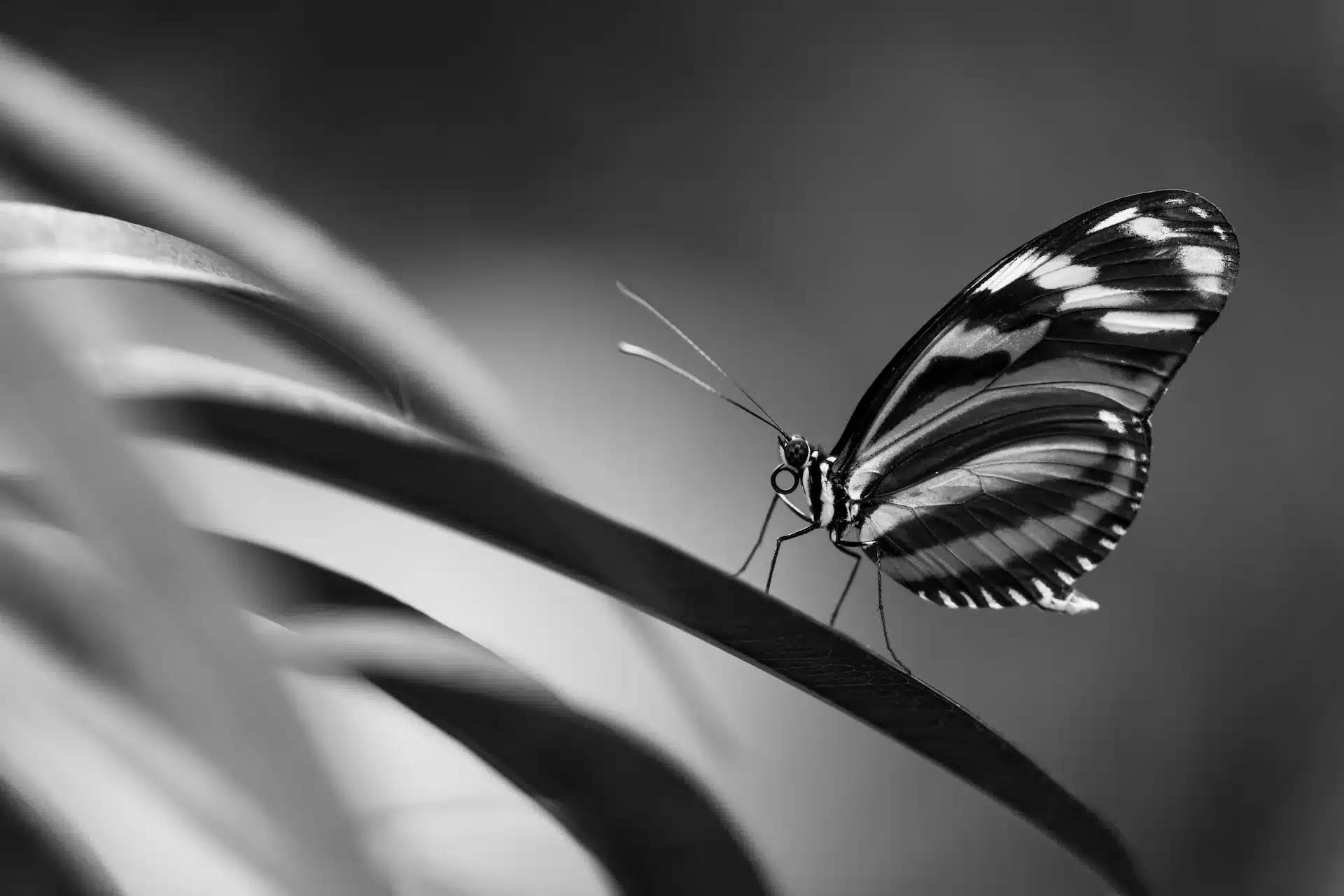 spiritual-meaning-of-a-butterfly-purple-garden