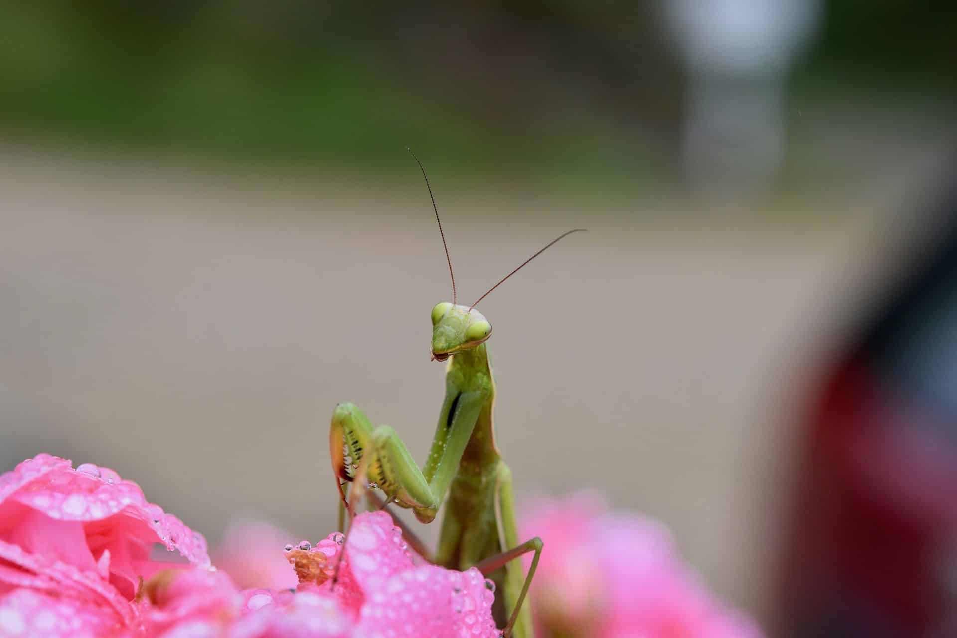 Praying Mantis Symbolism: What's Its Spiritual Significance? | Purple ...